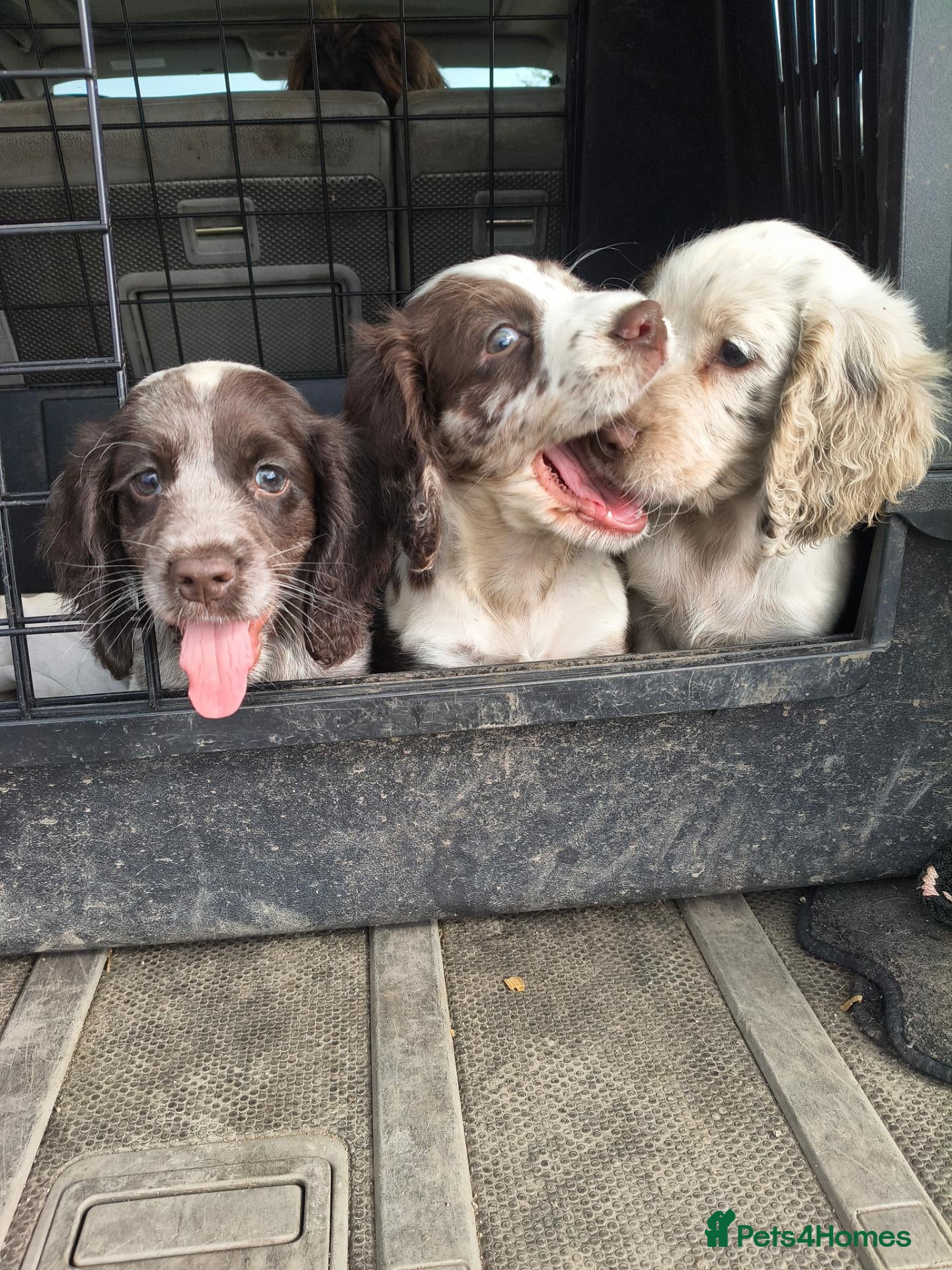 Cocker Spaniel dogs 5 beautiful Cocker pups for sale - Advert 16