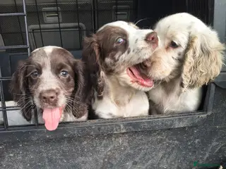 Cocker Spaniel dogs 5 beautiful Cocker pups for sale - Advert 16