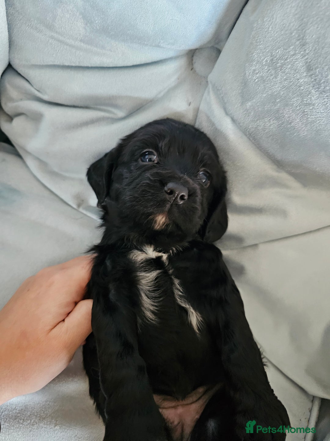 Cocker Spaniel dogs for sale: Beautiful cocker spaniel puppies - Advert 4