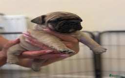 French Bulldog dogs for sale: French Bulldogs - Image 5