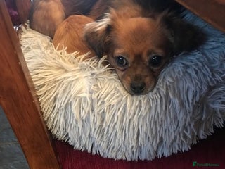 Mixed Breed dogs Tiny Minxy - Advert 13