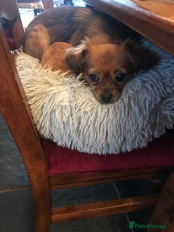 Mixed Breed dogs Tiny Minxy - Advert 14