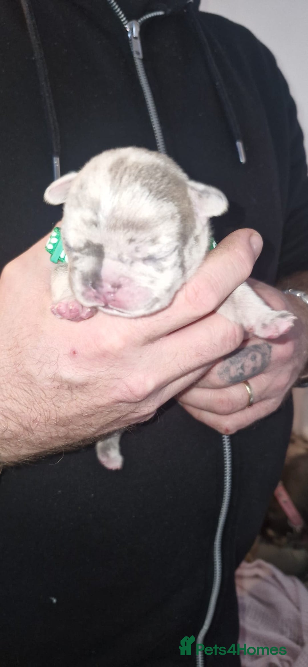 French Bulldog dogs for sale: Beautiful French bulldog puppies  - Advert 9