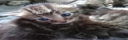 Mixed Breed cats for sale: 5 little kittens looking for forever homes!! in Penzance - Advert 3