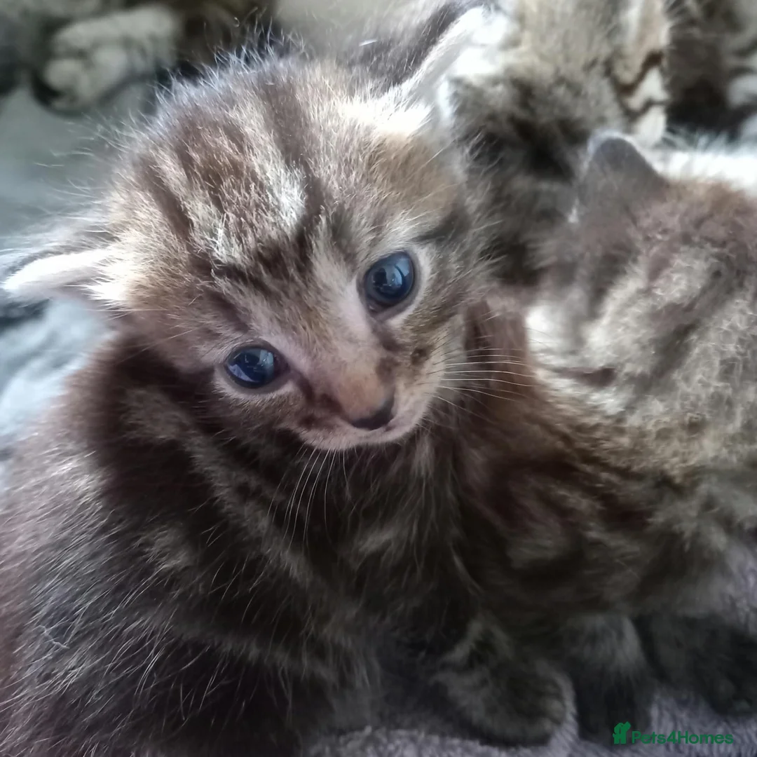 Mixed Breed cats for sale: 5 little kittens looking for forever homes!! in Penzance - Advert 3