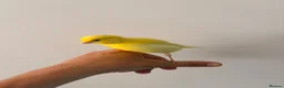 Canaries birds for sale: Adult and hand reared young canaries - Advert 3