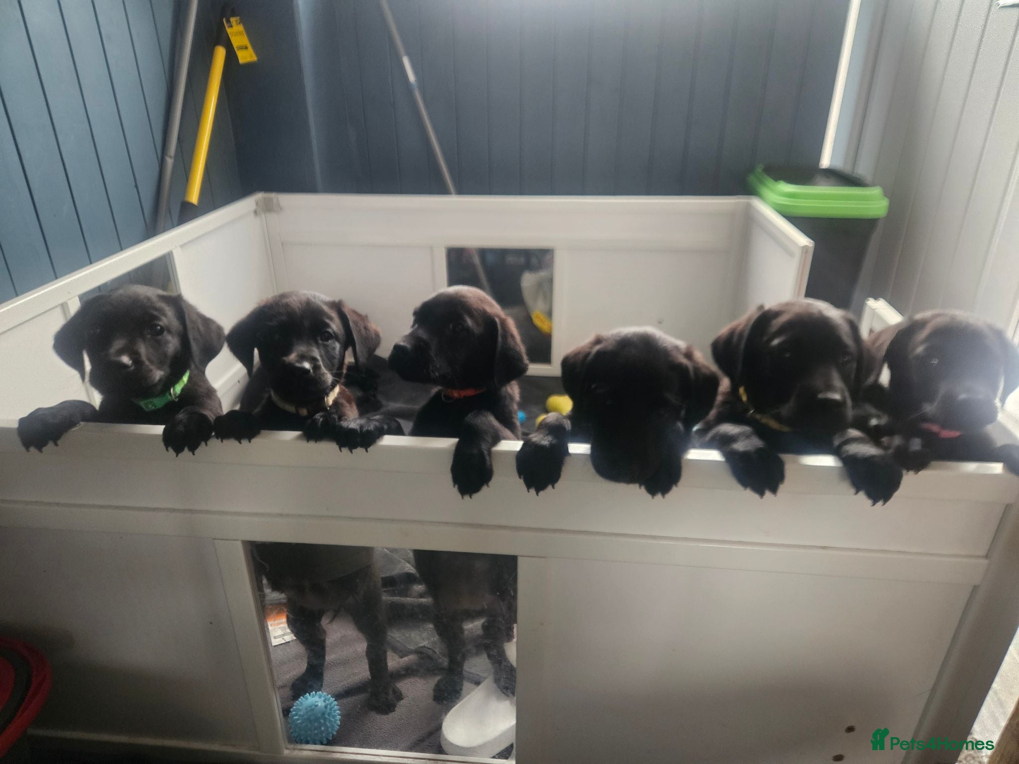 Labrador Retriever dogs Labrador black puppies  - Advert 1