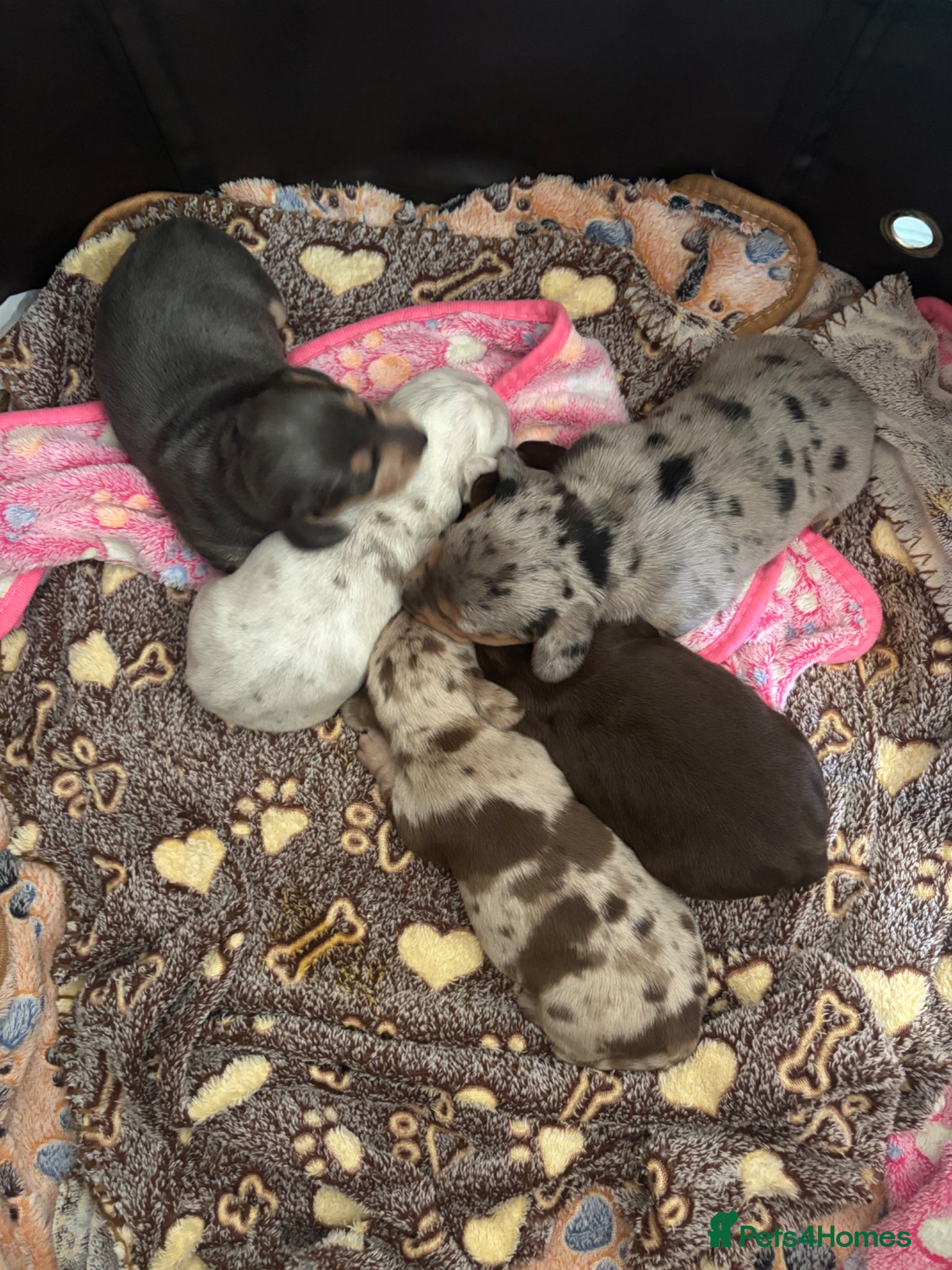 Miniature Dachshund dogs 🐾 Miniature Dachshund Puppies 1 Boy & 3 Girls 🐾 - Advert 8