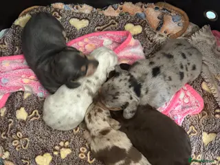 Miniature Dachshund dogs 🐾 Miniature Dachshund Puppies 1 Boy & 3 Girls 🐾 - Advert 11