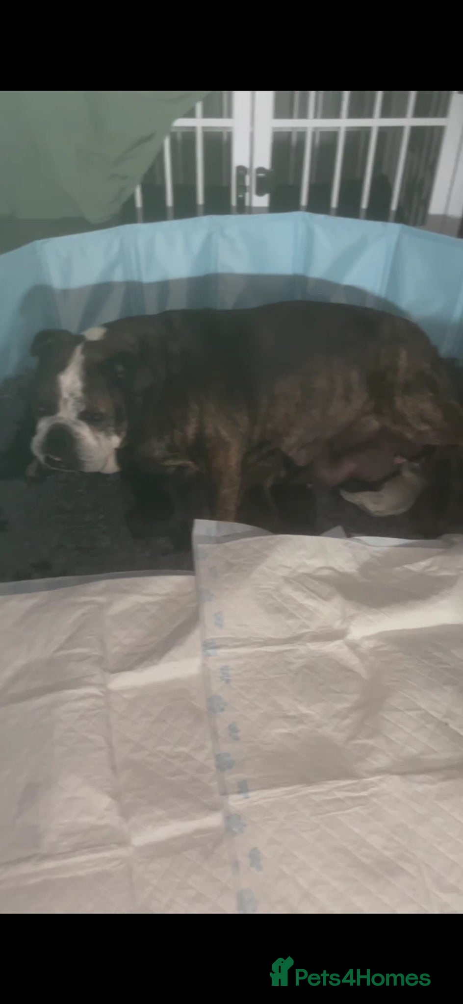 Mixed Breed dogs FRENGLISH BULLDOG PUPPIES - Advert 12