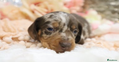 Miniature Dachshund dogs - Advert 7