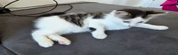 Mixed Breed cats for sale: 1 male kitten - Advert 13