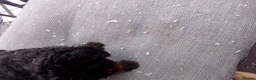 Cockapoo dogs for sale:  cockerpoo licensed breeder  - Advert 6