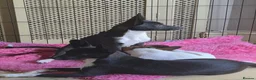 Mixed Breed dogs for sale: Italian greyhound/papillon cross in Wellingborough - Advert 4