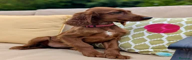 Irish Setter 10