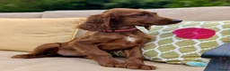 Irish Setter dogs for sale: Kennel Club Irish Setter Puppies  - Advert 15