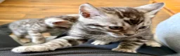 Bengal cats for sale: UPDATE 3 Gorgeous Bengal Kittens ready to reserve - Advert 8