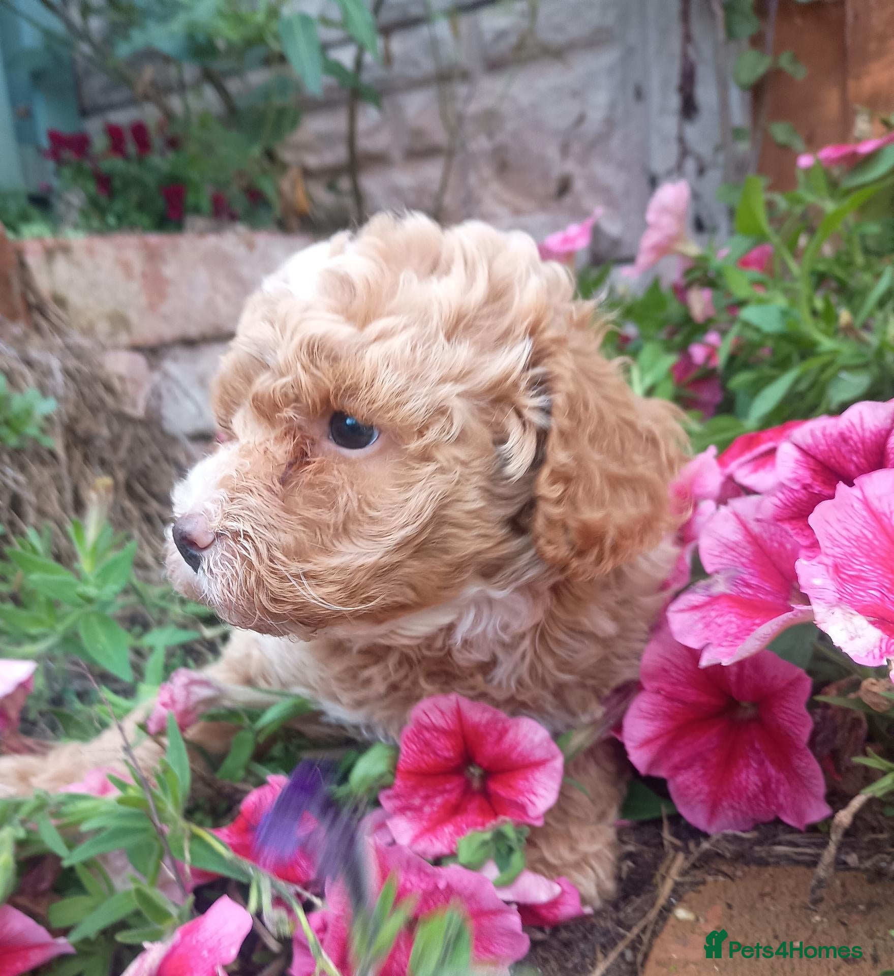 Cavapoo dogs Ready now F1BB Cavapoo puppies  - Advert 2