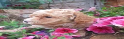 Cavapoo dogs for sale: Ready 8 weeks old boy-cream/apricot/white Merle - Advert 6
