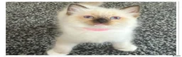 Ragdoll cats for sale: 6 cute pure breed Ragdoll kittens 2 boys 4 girls  - Advert 14