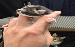 Mixed Breed cats for sale: Looking for their forever home! - Image 2