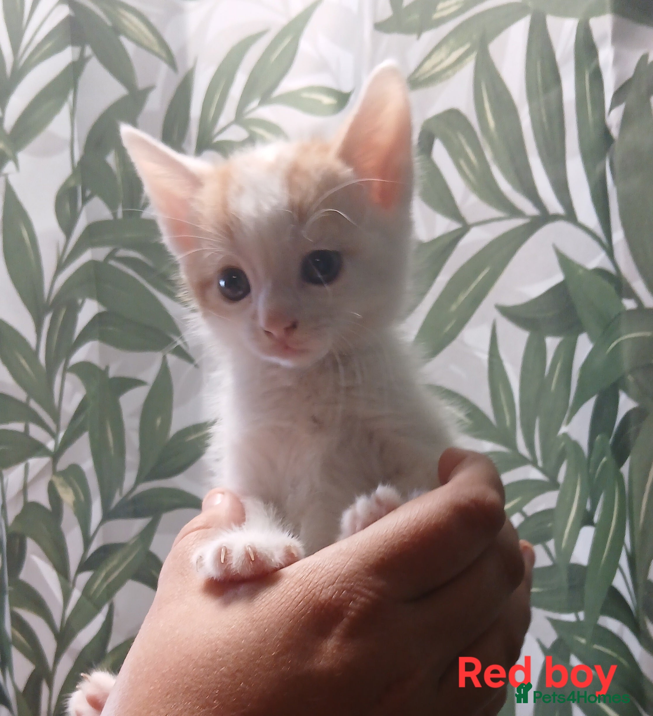 Mixed Breed cats Beautiful kittens looking for a new sofa  - Advert 2