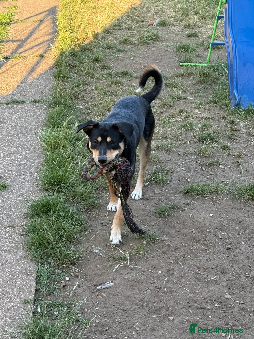 Mixed Breed dogs for sale: Our beautiful boy Koda💙 - Advert 14