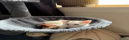 Mixed Breed cats for sale: Beautiful Kittens  - Advert 13
