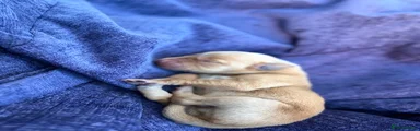 Labrador Retriever 4