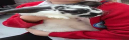 Mini Lop rabbits for sale: Two gorgeous mini lops looking for new homes - Advert 2