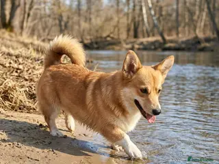 Welsh Corgi Pembroke dogs 🐾 ZHANETTE – Female Corgi 🐾 - Advert 4