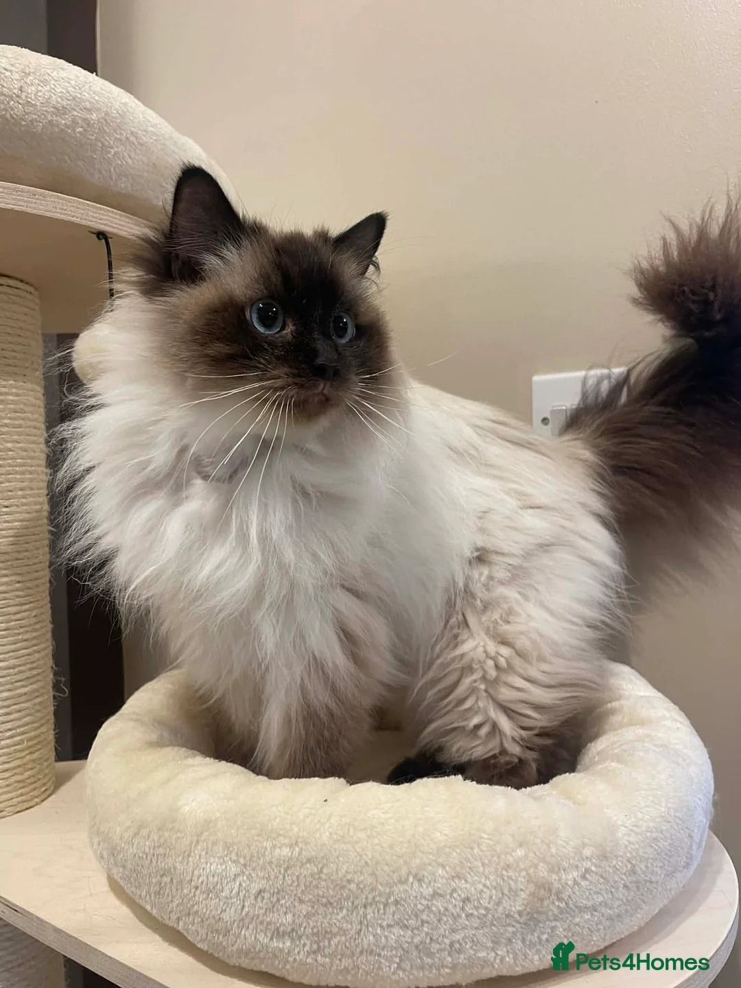 Ragdoll cats for sale: Beautiful Ragdoll Kittens  - Advert 2