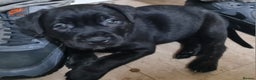 Mixed Breed dogs for sale: Presa canario - Advert 20