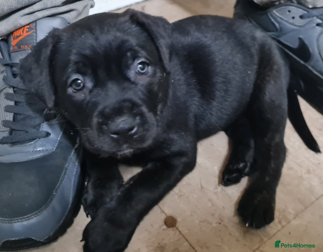 Mixed Breed dogs for sale: Presa canario - Advert 20