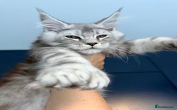 Maine Coon cats for sale: Polydactyl and non polydactyl kittens  - Image 5