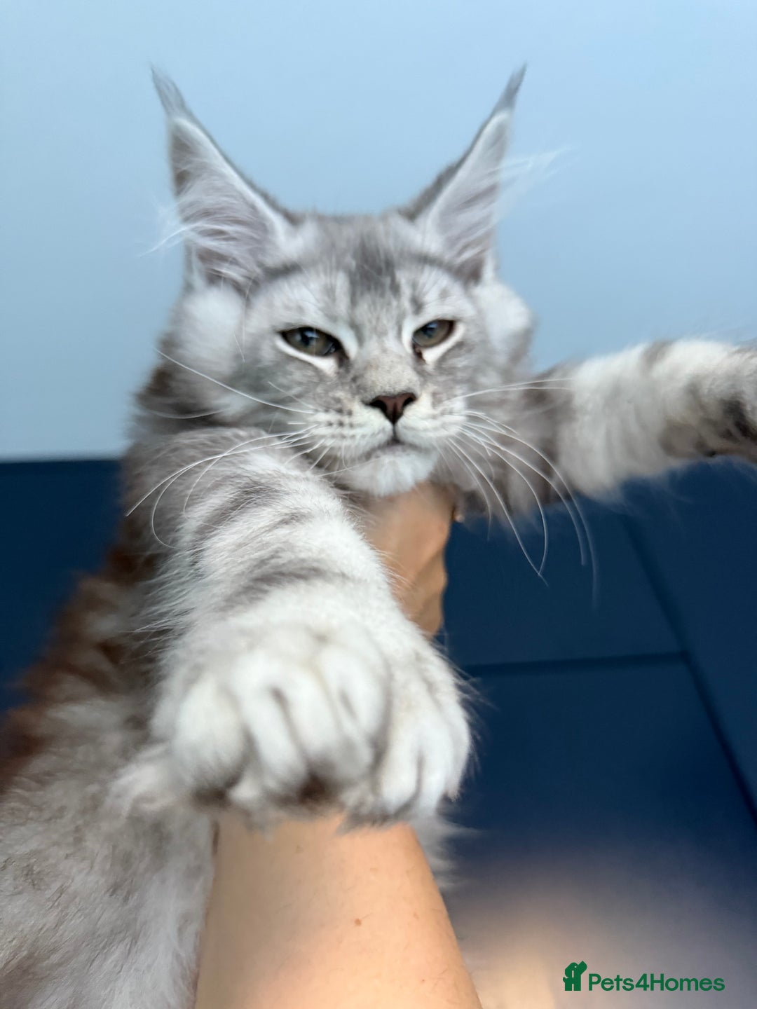 Maine Coon cats for sale: Polydactyl and non polydactyl kittens  - Image 5