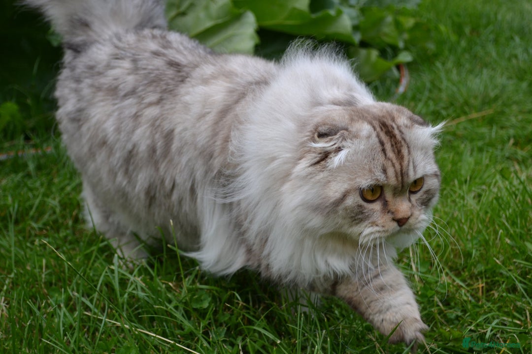Scottish Fold cats for sale: The sweetest Folded ear boy on the world😻❤️ in Grimsby - Image 6