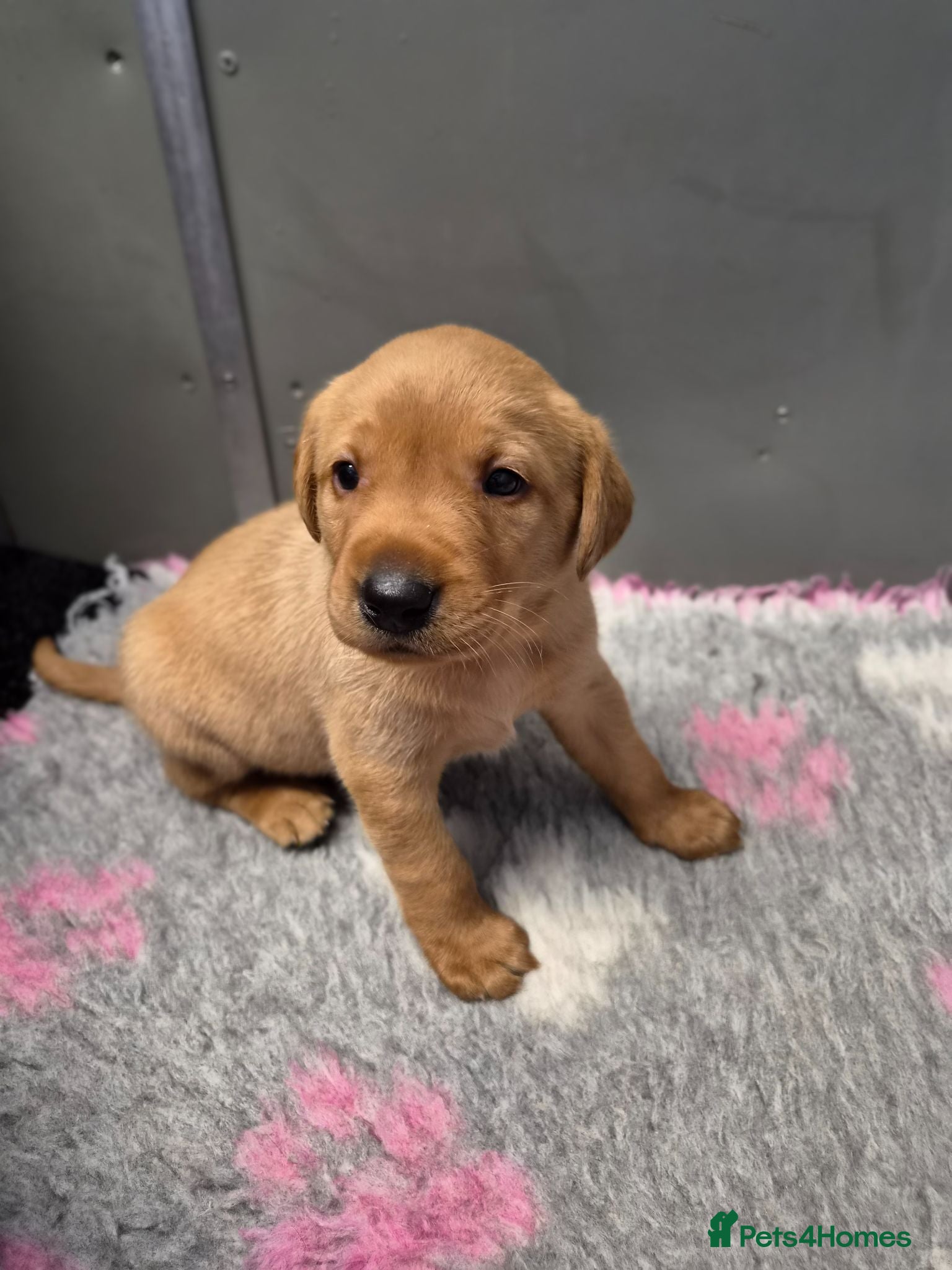 Labrador Retriever dogs KC Fox Red Labrador Puppies  - Advert 1