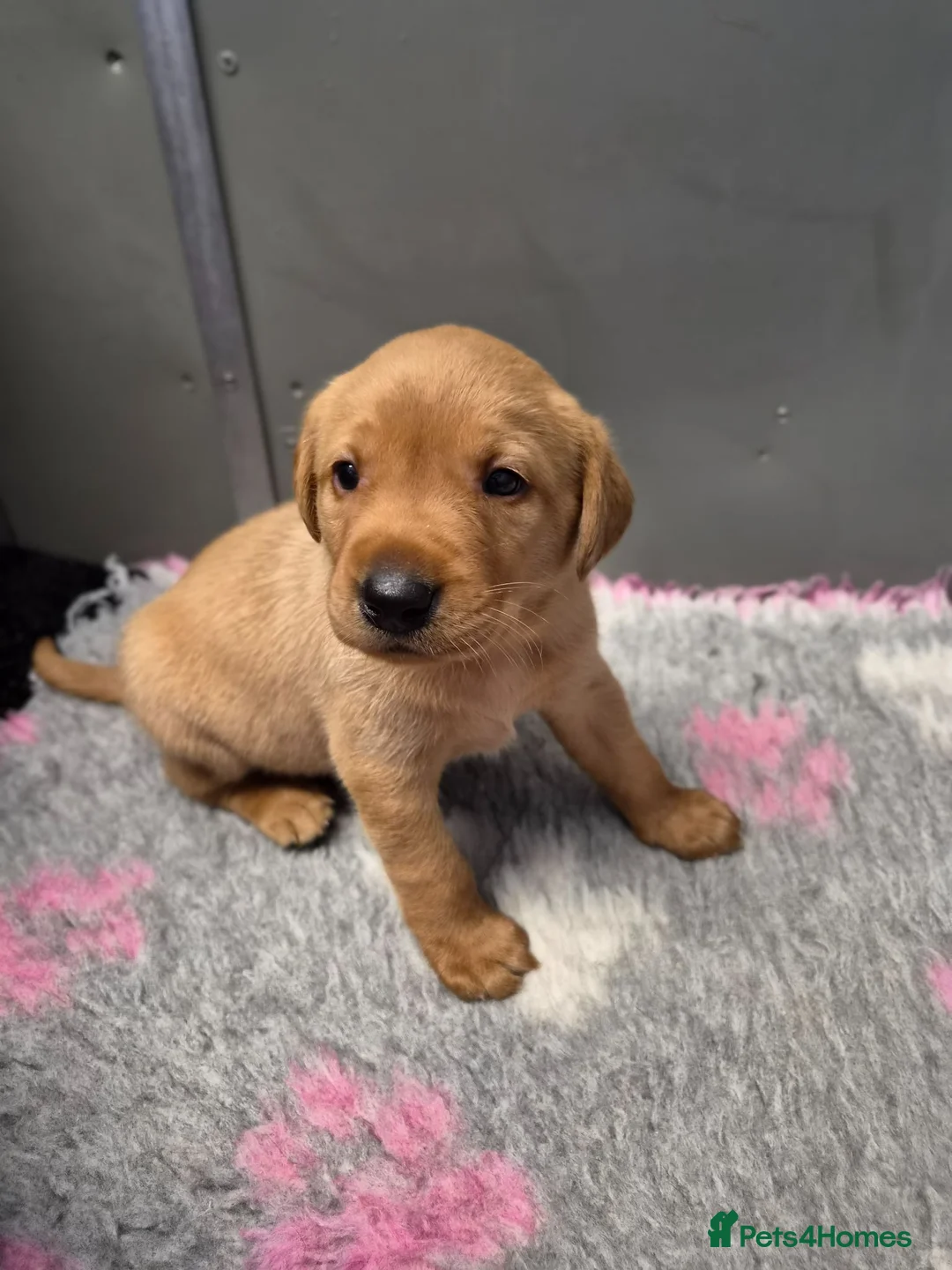 Labrador Retriever dogs for sale: KC Fox Red Labrador Puppies  - Advert 1