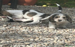 Basset Griffon Vendeen dogs for sale: Griffon petit basset Vendeen tricolor  - Image 5