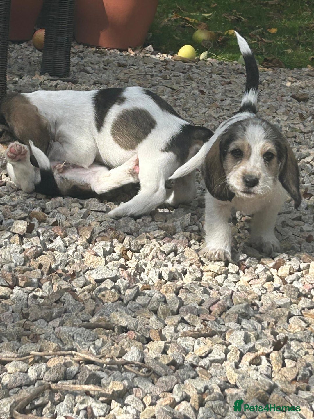 Basset Griffon Vendeen dogs for sale: Griffon petit basset Vendeen tricolor  - Image 5