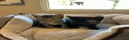 Mixed Breed cats for sale: Lovely litter of kittens. Ready now.  - Advert 5