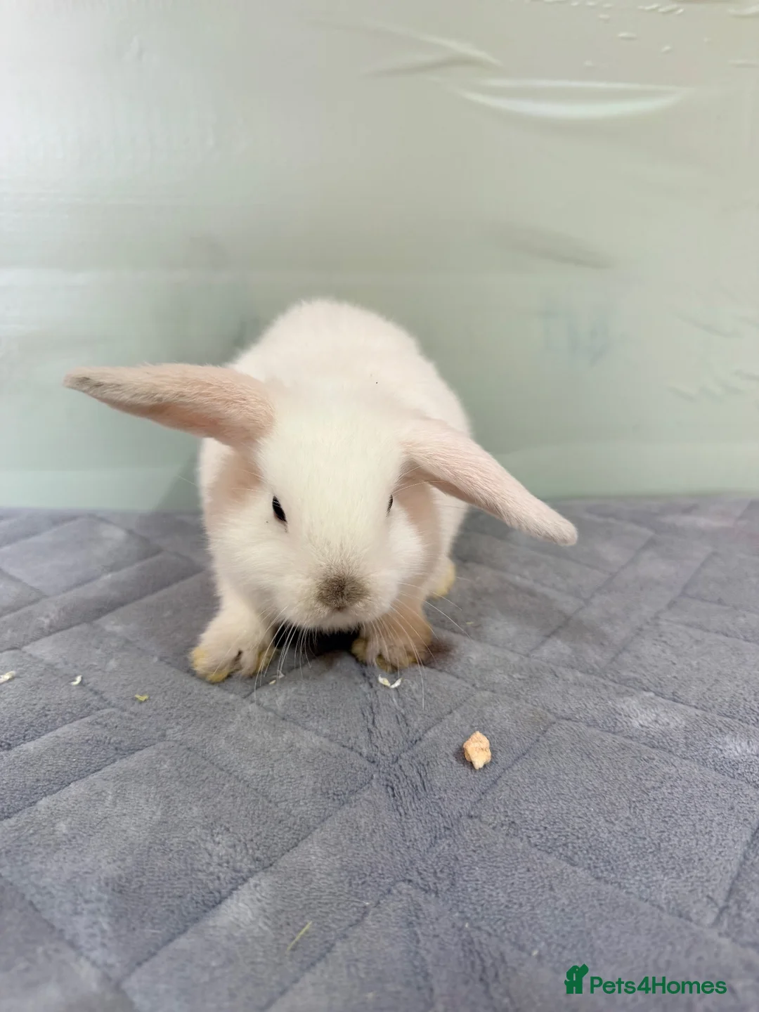 Mini Lop rabbits for sale: mini lops (BUCK) 8 weeks old  - Advert 3
