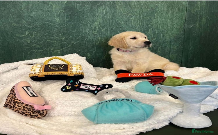 Golden Retriever dogs - Advert 16