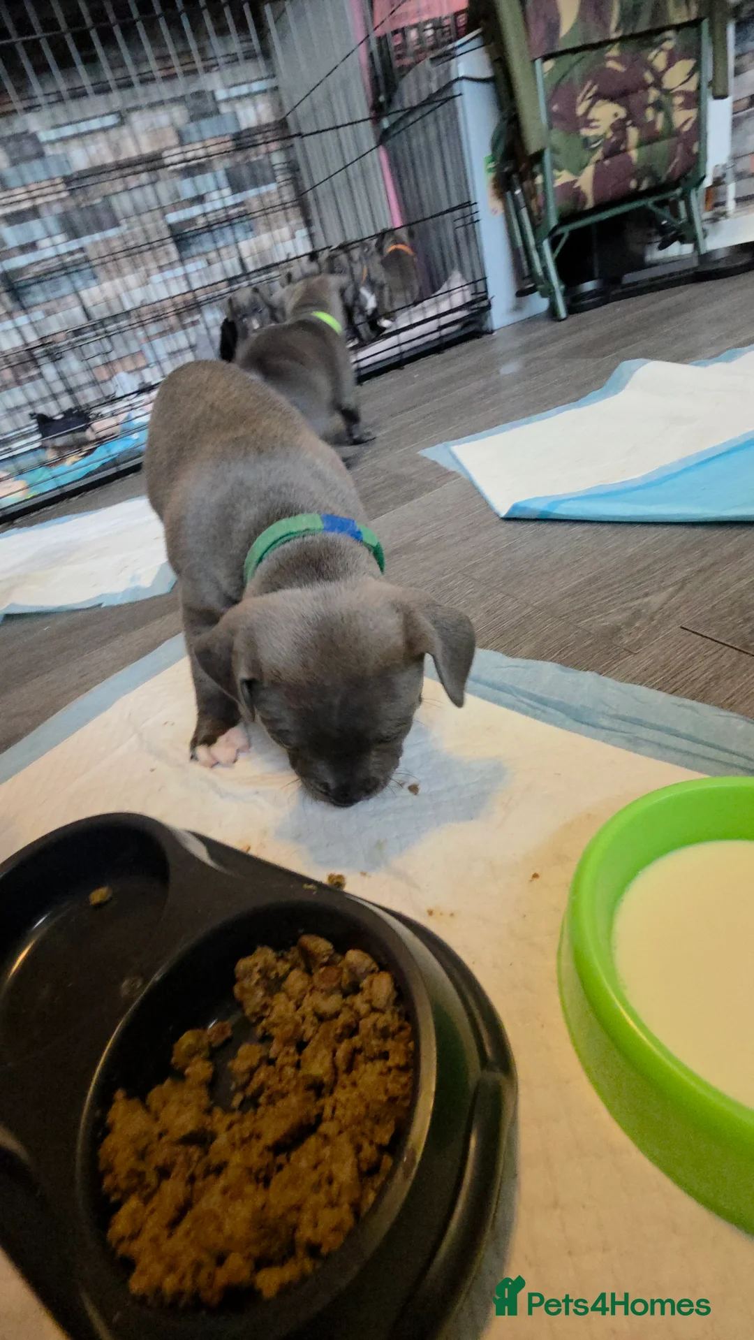 Staffordshire Bull Terrier dogs for sale: Staffordshire bull terrier blues  - Advert 19