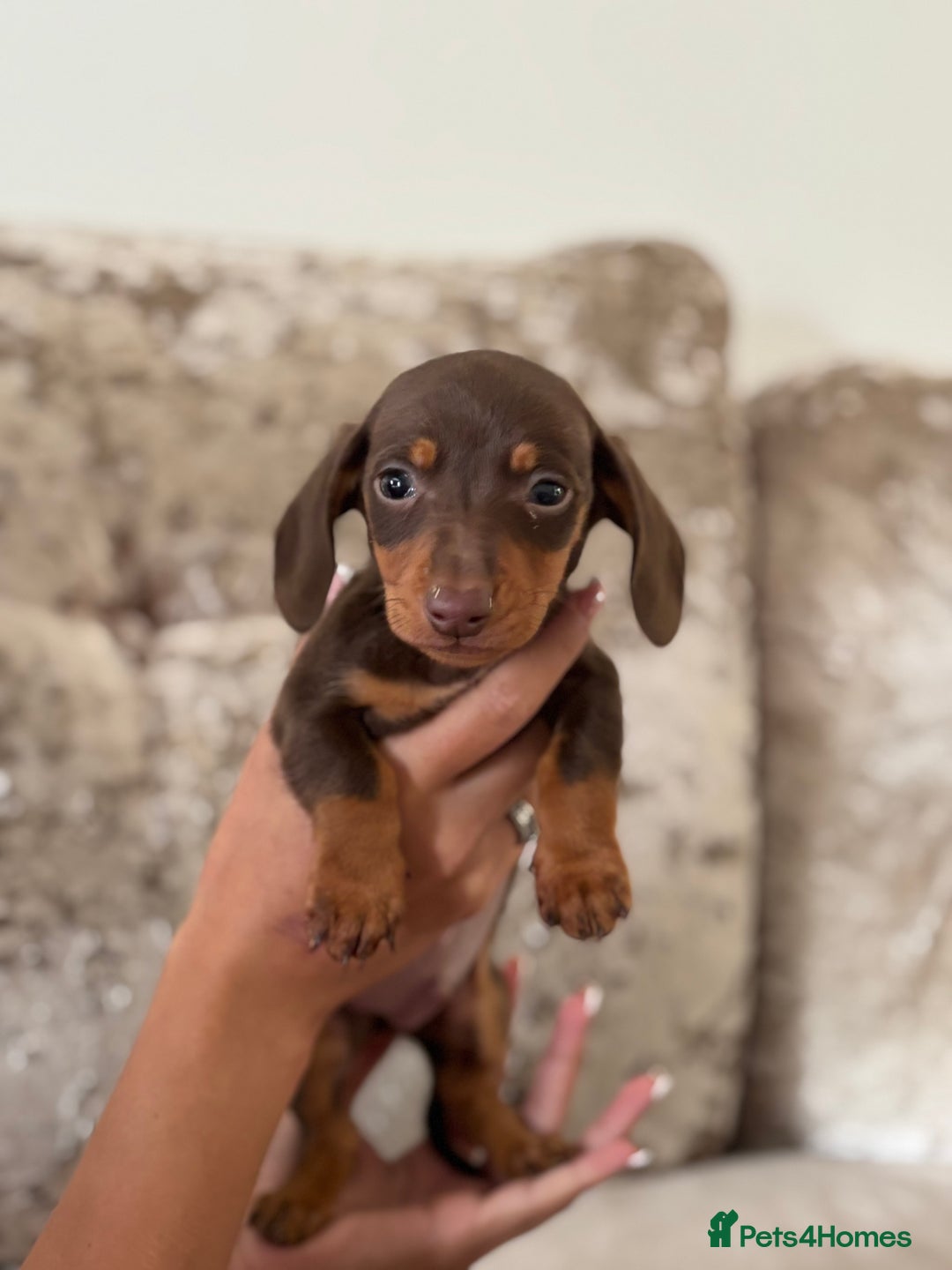 Dachshund dogs for sale: Dachshund puppies  - Image 3