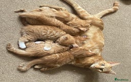 Mixed Breed cats for sale: Beautiful, friendly gingers! - Image 17