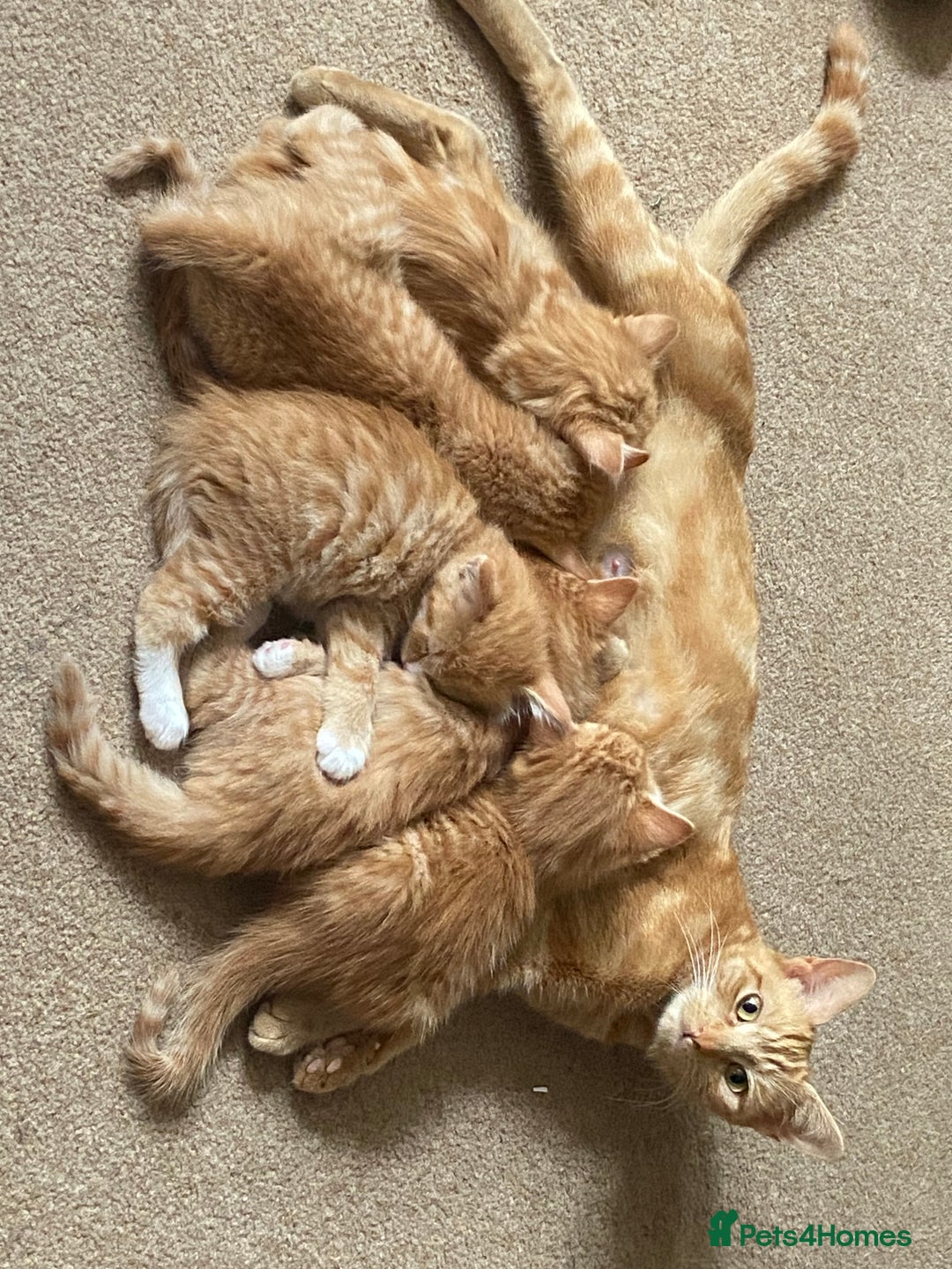 Mixed Breed cats for sale: Beautiful, friendly gingers! - Image 17