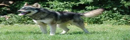 Northern Inuit dogs for sale: RARE BREED TAMASKAN Registered and Embarked - Advert 5