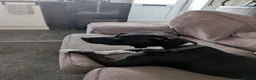 Mixed Breed dogs for sale: Staffy cross lab in Redruth - Advert 3